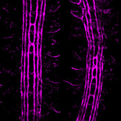 Stage 17 Drosophila embryos stained with DSHB antibody 1D4 anti-fasciclin II (magenta), labeling ipsilateral axons. PMID: 33843588, Fig. 1H, 1I.